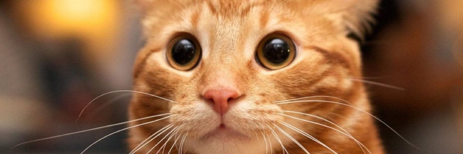 Photo of the cat